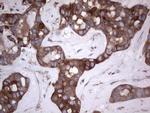 GARS Antibody in Immunohistochemistry (Paraffin) (IHC (P))