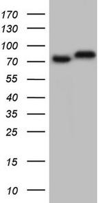 GARS Antibody in Western Blot (WB)