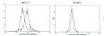 GATA3 Antibody in Flow Cytometry (Flow)