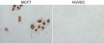 GATA3 Antibody in Immunocytochemistry (ICC/IF)