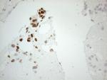 GATA3 Antibody in Immunohistochemistry (Paraffin) (IHC (P))