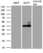 GATA3 Antibody in Western Blot (WB)