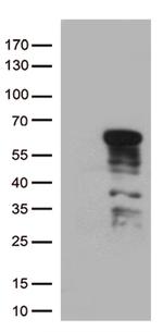 GATA3 Antibody in Western Blot (WB)