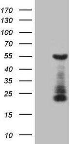 GATA3 Antibody in Western Blot (WB)