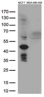 GATA3 Antibody in Western Blot (WB)