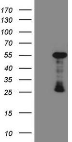 GATA3 Antibody in Western Blot (WB)