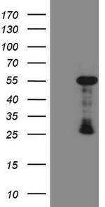 GATA3 Antibody in Western Blot (WB)