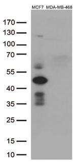 GATA3 Antibody in Western Blot (WB)