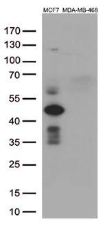 GATA3 Antibody in Western Blot (WB)