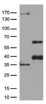 GATA3 Antibody in Western Blot (WB)