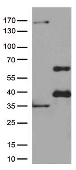 GATA3 Antibody in Western Blot (WB)