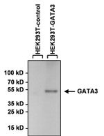 GATA3 Antibody in Western Blot (WB)