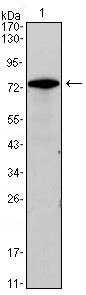 GATA3 Antibody in Western Blot (WB)