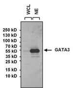 GATA3 Antibody in Western Blot (WB)