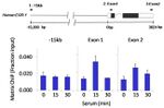 GATA3 Antibody in ChIP Assay (ChIP)