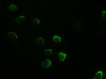 GATA4 Antibody in Immunocytochemistry (ICC/IF)