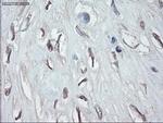 GATA4 Antibody in Immunohistochemistry (Paraffin) (IHC (P))