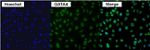 GATA4 Antibody in Immunocytochemistry (ICC/IF)