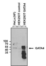 GATA4 Antibody in Western Blot (WB)