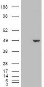 GATA4 Antibody in Western Blot (WB)