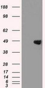 GATA4 Antibody in Western Blot (WB)