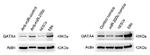 GATA4 Antibody in Western Blot (WB)