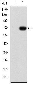 GATA5 Antibody in Western Blot (WB)