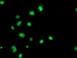 GATM Antibody in Immunocytochemistry (ICC/IF)