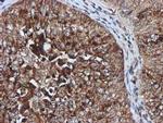 GATM Antibody in Immunohistochemistry (Paraffin) (IHC (P))