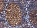 GATM Antibody in Immunohistochemistry (Paraffin) (IHC (P))