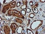 GATM Antibody in Immunohistochemistry (Paraffin) (IHC (P))