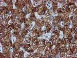 GATM Antibody in Immunohistochemistry (Paraffin) (IHC (P))