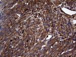 GBA Antibody in Immunohistochemistry (Paraffin) (IHC (P))