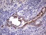 GBA Antibody in Immunohistochemistry (Paraffin) (IHC (P))