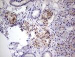 GBA Antibody in Immunohistochemistry (Paraffin) (IHC (P))