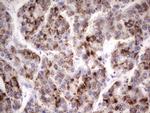 GBA Antibody in Immunohistochemistry (Paraffin) (IHC (P))