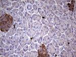 GBA Antibody in Immunohistochemistry (Paraffin) (IHC (P))