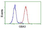 GBA3 Antibody in Flow Cytometry (Flow)