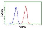 GBA3 Antibody in Flow Cytometry (Flow)