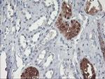 GBA3 Antibody in Immunohistochemistry (Paraffin) (IHC (P))