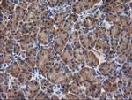 GBA3 Antibody in Immunohistochemistry (Paraffin) (IHC (P))