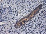 GBA3 Antibody in Immunohistochemistry (Paraffin) (IHC (P))