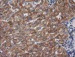 GBA3 Antibody in Immunohistochemistry (Paraffin) (IHC (P))