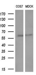 GBA3 Antibody in Western Blot (WB)