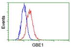 GBE1 Antibody in Flow Cytometry (Flow)