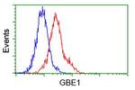 GBE1 Antibody in Flow Cytometry (Flow)