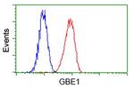 GBE1 Antibody in Flow Cytometry (Flow)