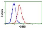 GBE1 Antibody in Flow Cytometry (Flow)