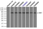 GBE1 Antibody in Immunoprecipitation (IP)