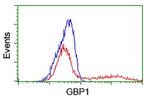 GBP1 Antibody in Flow Cytometry (Flow)